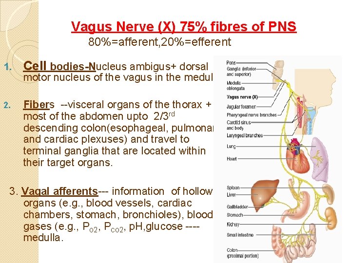  Vagus Nerve (X) 75% fibres of PNS 80%=afferent, 20%=efferent 1. Cell bodies-Nucleus ambigus+