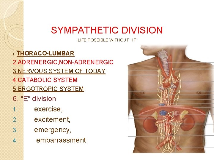 SYMPATHETIC DIVISION LIFE POSSIBLE WITHOUT IT THORACO-LUMBAR 2. ADRENERGIC, NON ADRENERGIC 3. NERVOUS SYSTEM