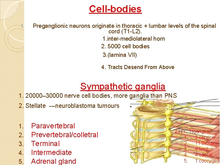Cell-bodies 1. Preganglionic neurons originate in thoracic + lumbar levels of the spinal cord
