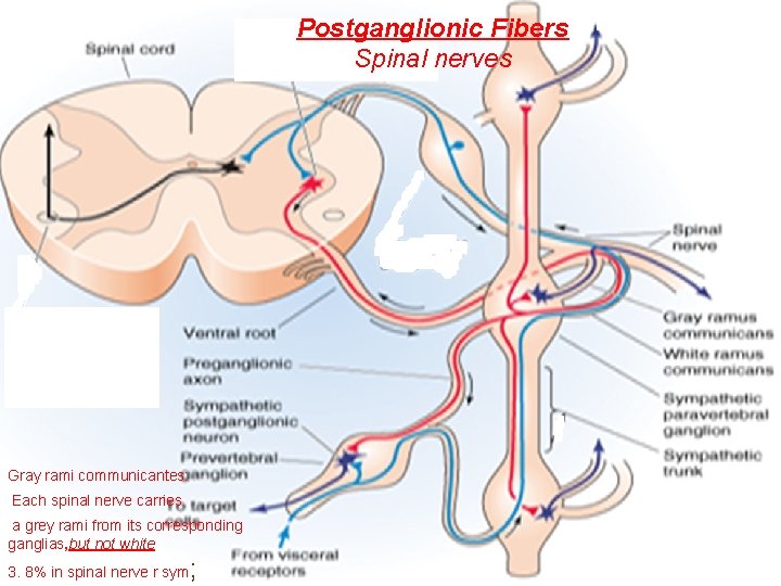 Postganglionic Fibers Spinal nerves Gray rami communicantes: Each spinal nerve carries a grey rami