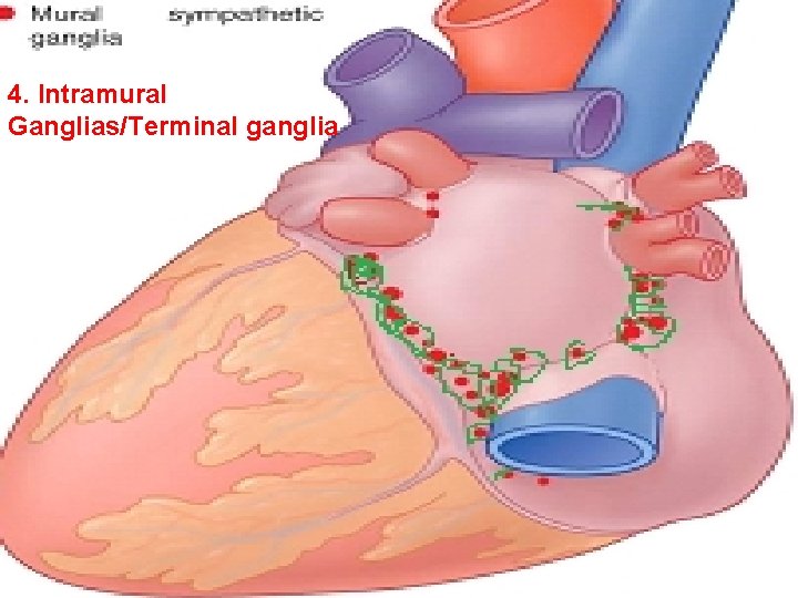 4. Intramural Ganglias/Terminal ganglia 