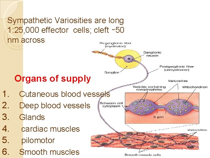 Sympathetic Variosities are long 1: 25, 000 effector cells; cleft ∼ 50 nm across