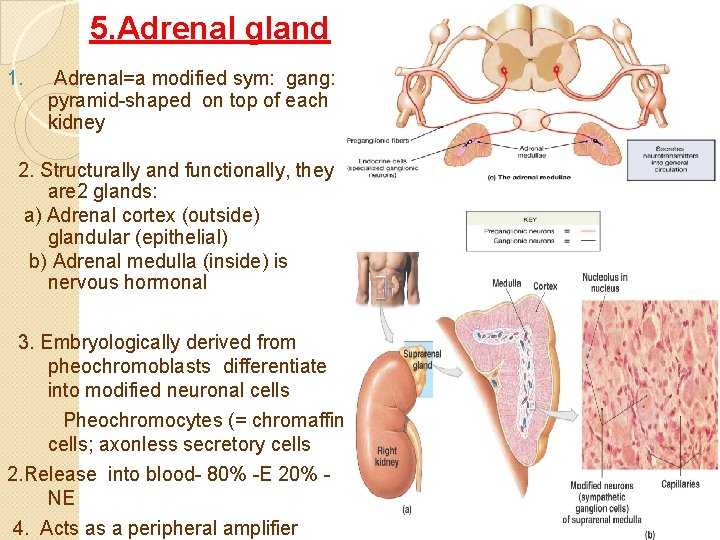 5. Adrenal gland 1. Adrenal=a modified sym: gang: pyramid shaped on top of each