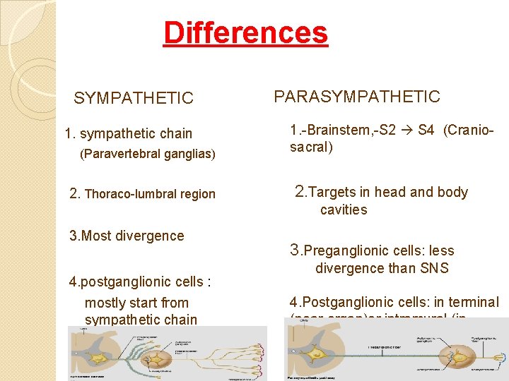 Differences SYMPATHETIC 1. sympathetic chain (Paravertebral ganglias) 2. Thoraco lumbral region PARASYMPATHETIC 1.