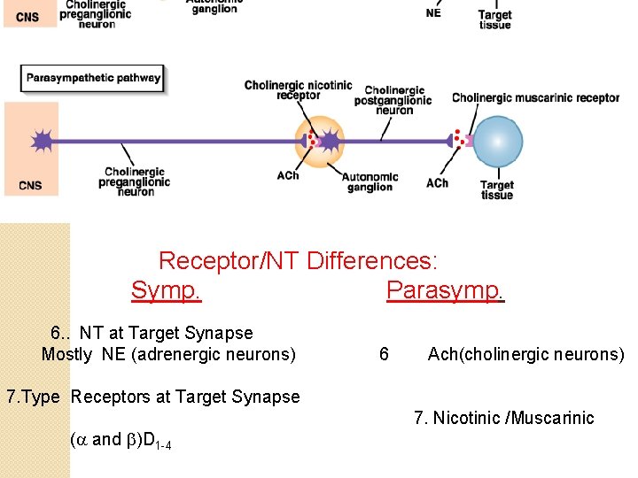 Receptor/NT Differences: Symp. Parasymp. 6. . NT at Target Synapse Mostly NE (adrenergic neurons)