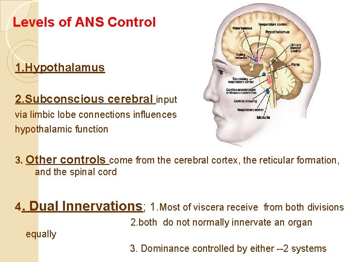 Levels of ANS Control 1. Hypothalamus 2. Subconscious cerebral input via limbic lobe connections