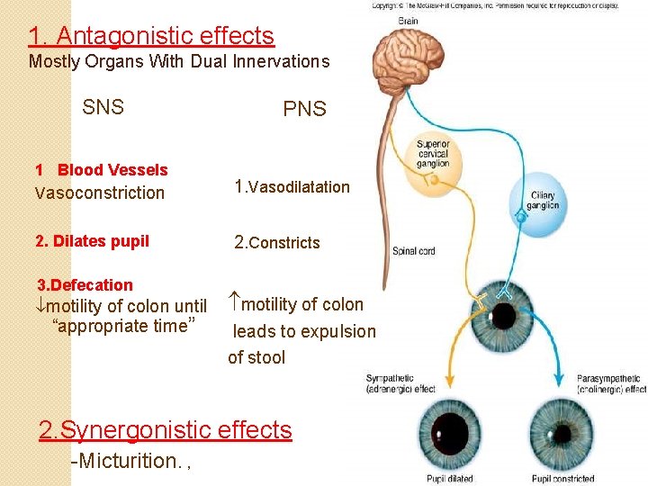 1. Antagonistic effects Mostly Organs With Dual Innervations SNS 1 Blood Vessels Vasoconstriction 2.