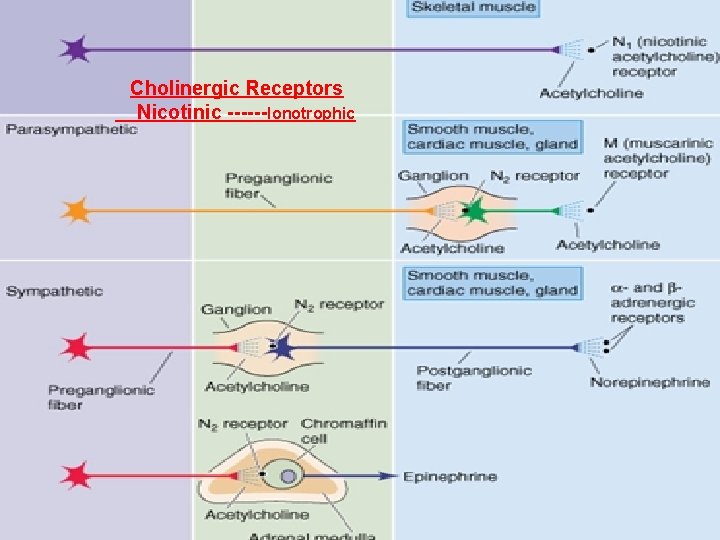  Cholinergic Receptors Nicotinic ------Ionotrophic 