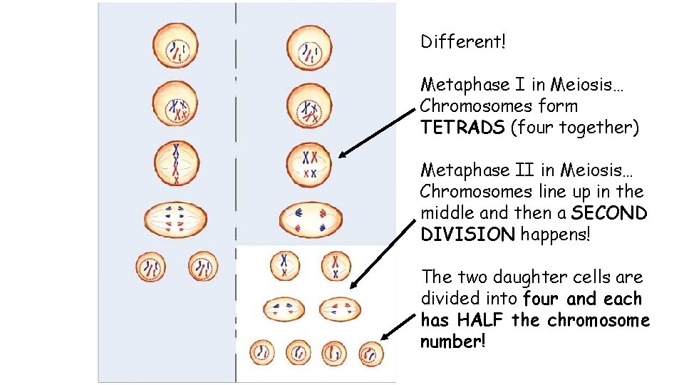 Different! Metaphase I in Meiosis… Chromosomes form TETRADS (four together) Metaphase II in Meiosis…