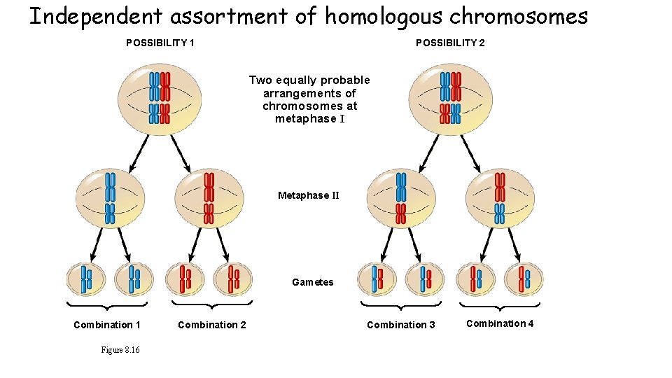 Independent assortment of homologous chromosomes POSSIBILITY 1 POSSIBILITY 2 Two equally probable arrangements of