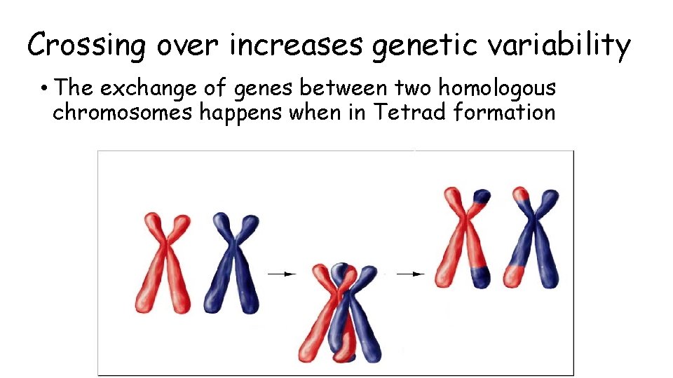 Crossing over increases genetic variability • The exchange of genes between two homologous chromosomes