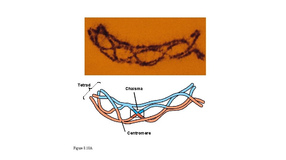 Tetrad Chaisma Centromere Figure 8. 18 A 