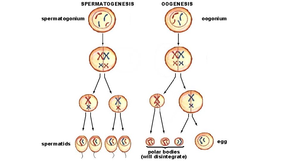 SPERMATOGENESIS OOGENESIS spermatogonium oogonium egg spermatids polar bodies (will disintegrate) 