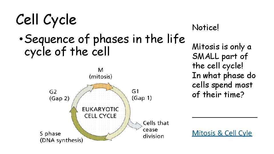 Cell Cycle • Sequence of phases in the life cycle of the cell Notice!