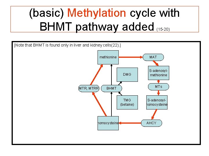 (basic) Methylation cycle with BHMT pathway added (15 -20) [Note that BHMT is found