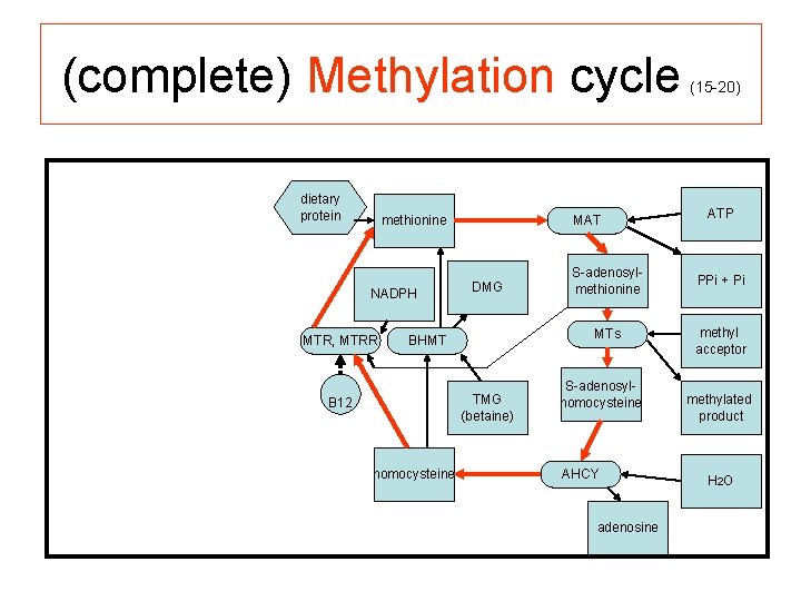 (complete) Methylation cycle dietary protein methionine NADPH MTR, MTRR MAT DMG BHMT TMG (betaine)