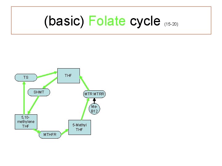 (basic) Folate cycle THF TS SHMT MTRR Me. B 12 5, 10 - methylene