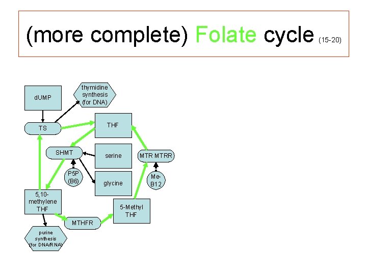 (more complete) Folate cycle thymidine synthesis (for DNA) d. UMP THF TS SHMT P