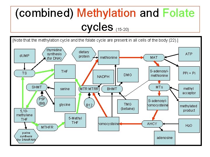 (combined) Methylation and Folate cycles (15 -20) [Note that the methylation cycle and the