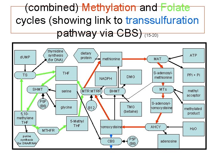 (combined) Methylation and Folate cycles (showing link to transsulfuration pathway via CBS) (15 -20)