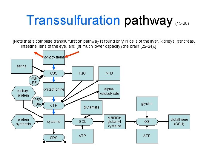 Transsulfuration pathway (15 -20) [Note that a complete transsulfuration pathway is found only in