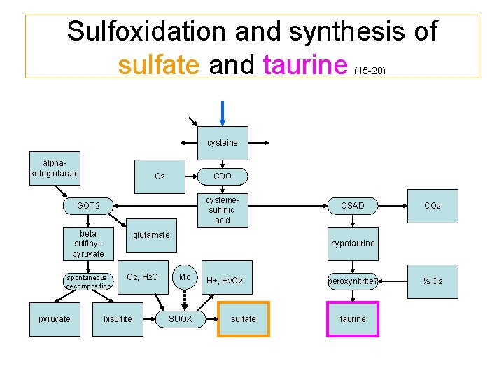 Sulfoxidation and synthesis of sulfate and taurine (15 -20) cysteine alphaketoglutarate O 2 CDO