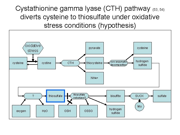 Cystathionine gamma lyase (CTH) pathway (53, 54) diverts cysteine to thiosulfate under oxidative stress
