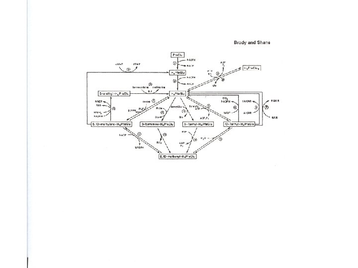 Folate metabolism 