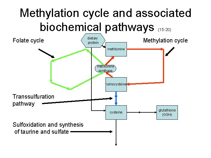 Methylation cycle and associated biochemical pathways (15 -20) dietary Folate cycle Methylation cycle protein