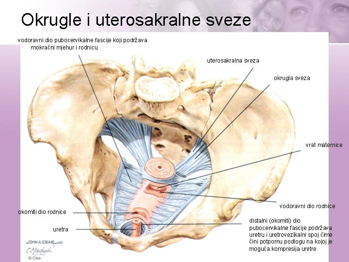 Okrugle i uterosakralne sveze vodoravni dio pubocervikalne fascije koji podržava mokraćni mjehur i rodnicu