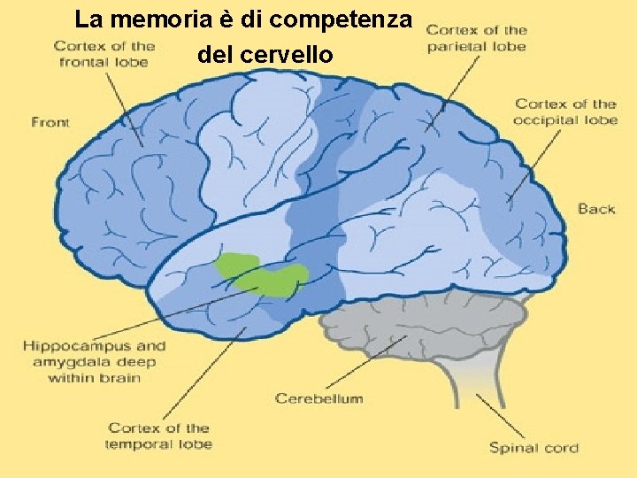 La memoria è di competenza del cervello 