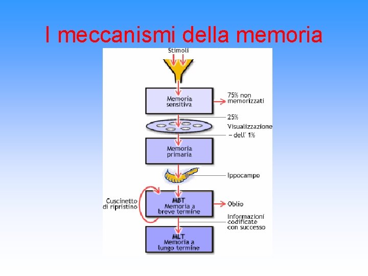 I meccanismi della memoria 