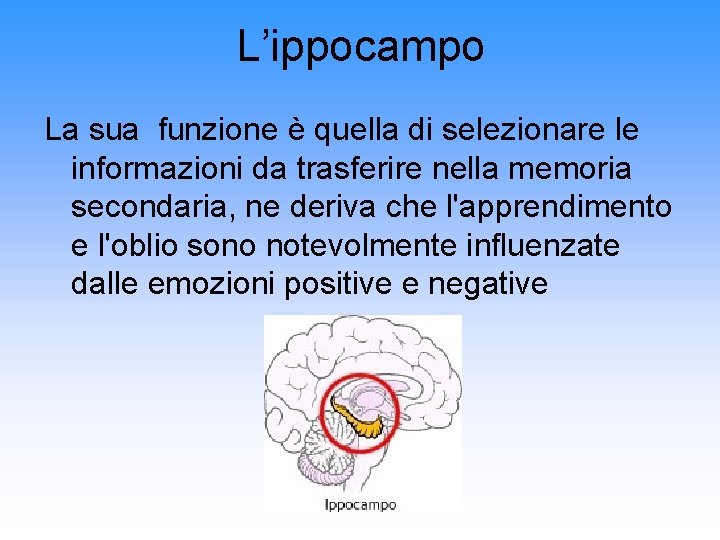 L’ippocampo La sua funzione è quella di selezionare le informazioni da trasferire nella memoria