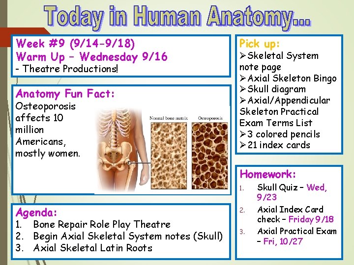 Week #9 (9/14 -9/18) Warm Up – Wednesday 9/16 - Theatre Productions! Anatomy Fun