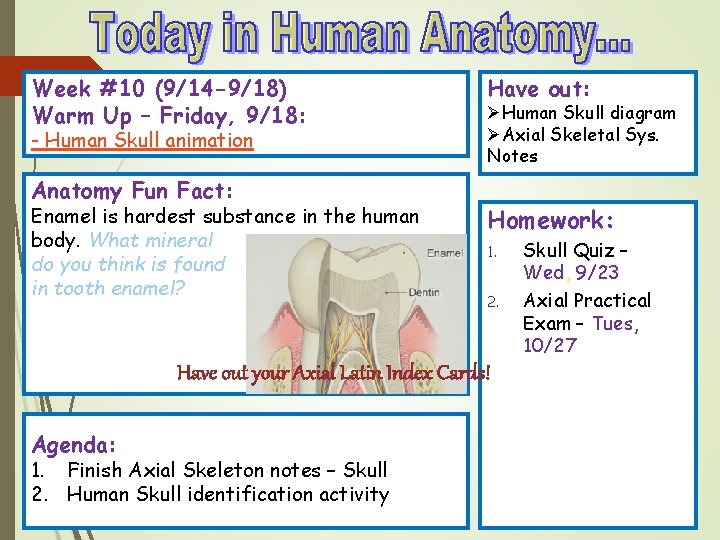 Week #10 (9/14 -9/18) Warm Up – Friday, 9/18: - Human Skull animation Anatomy