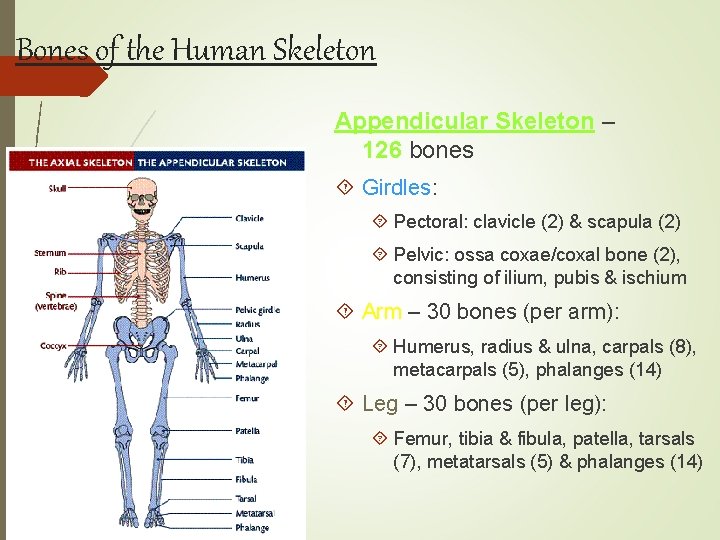 Bones of the Human Skeleton Appendicular Skeleton – 126 bones Girdles: Pectoral: clavicle (2)