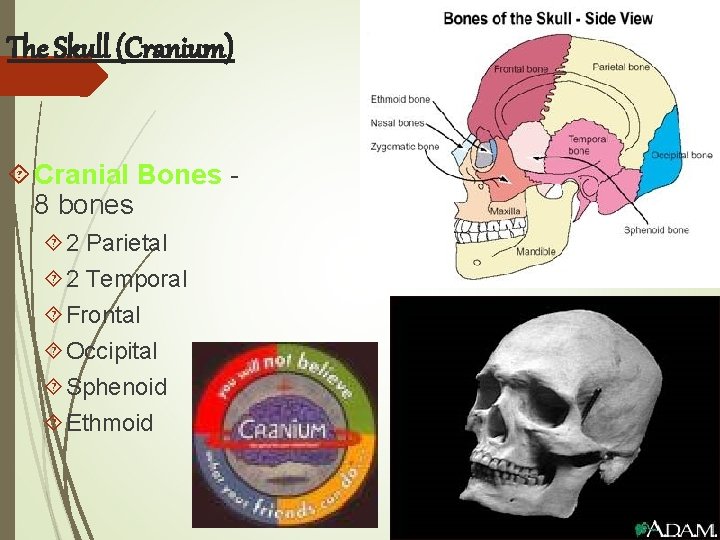 The Skull (Cranium) Cranial Bones 8 bones 2 Parietal 2 Temporal Frontal Occipital Sphenoid