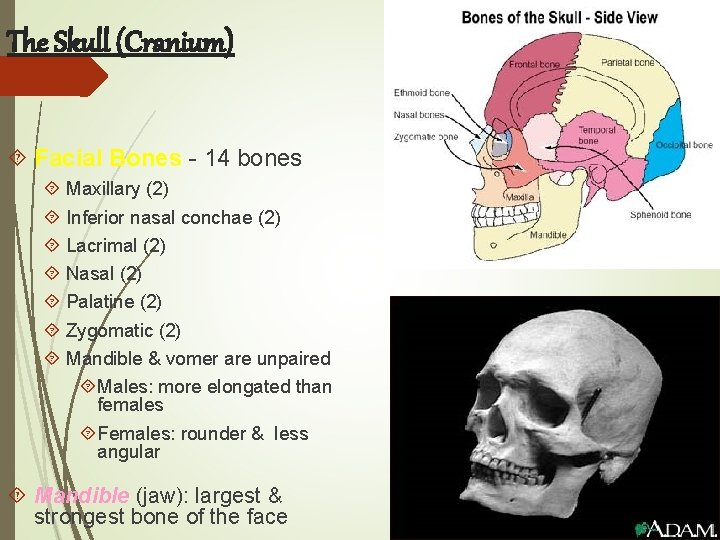 The Skull (Cranium) Facial Bones - 14 bones Maxillary (2) Inferior nasal conchae (2)