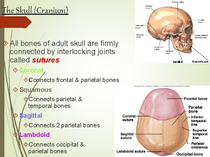 The Skull (Cranium) All bones of adult skull are firmly connected by interlocking joints