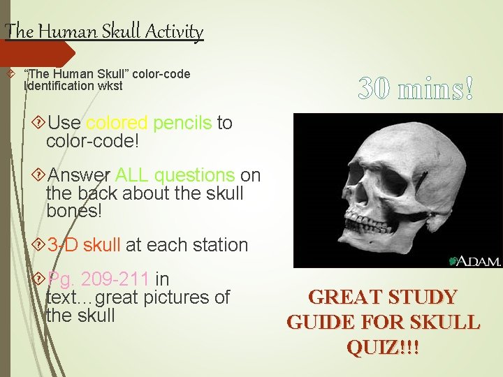 The Human Skull Activity “The Human Skull” color-code Identification wkst 30 mins! Use colored