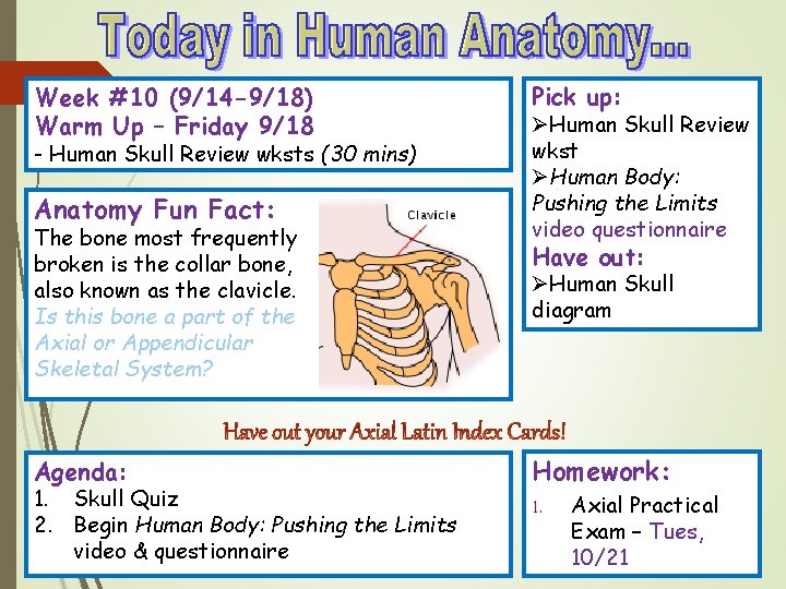 Week #10 (9/14 -9/18) Warm Up – Friday 9/18 - Human Skull Review wksts