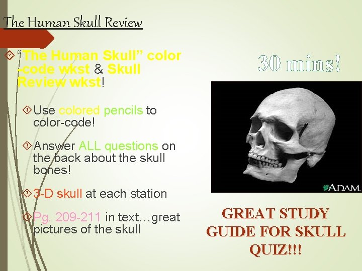 The Human Skull Review “The Human Skull” color -code wkst & Skull Review wkst!