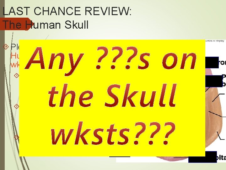 LAST CHANCE REVIEW: The Human Skull Please have out your Human Skull Review wksts!