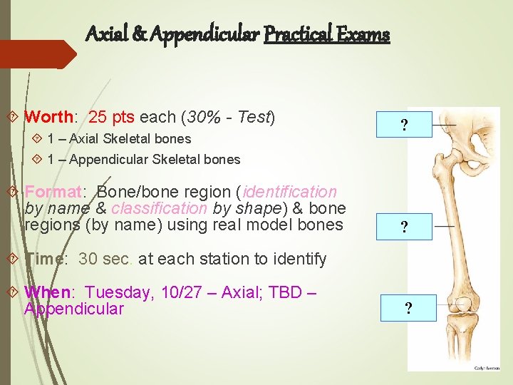 Axial & Appendicular Practical Exams Worth: 25 pts each (30% - Test) 1 –