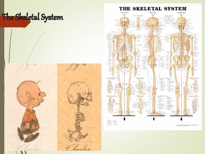 The Skeletal System 