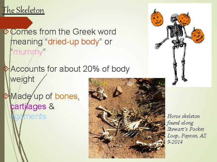 The Skeleton Comes from the Greek word meaning “dried-up body” or “mummy” Accounts for