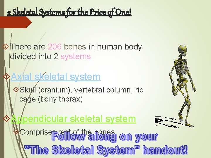 2 Skeletal Systems for the Price of One! There are 206 bones in human
