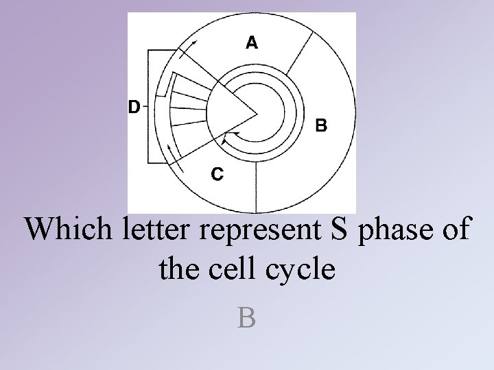 Which letter represent S phase of the cell cycle B Which letter represent S phase of the cell cycle B