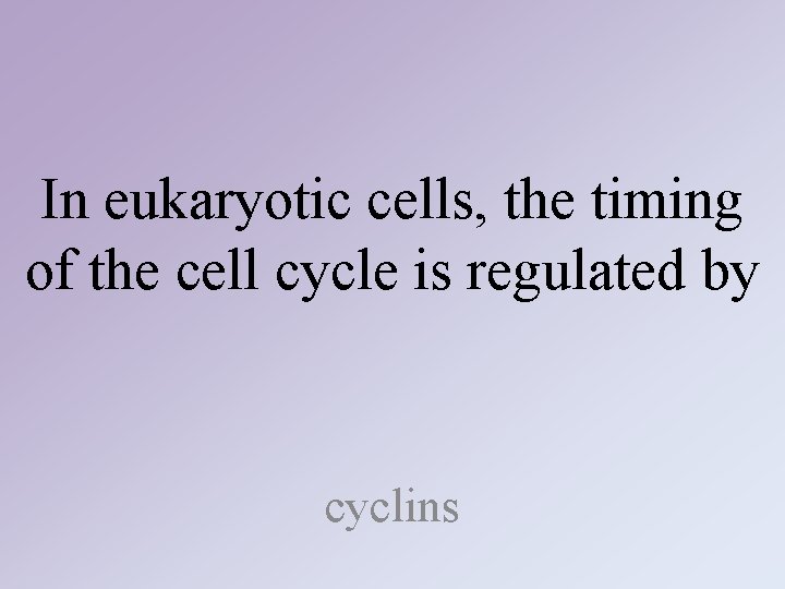 In eukaryotic cells, the timing of the cell cycle is regulated by cyclins In eukaryotic cells, the timing of the cell cycle is regulated by cyclins