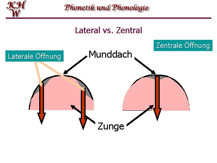 Lateral vs. Zentral Laterale Öffnung Munddach Zunge Zentrale Öffnung 